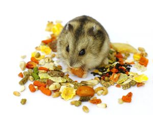 Hamster robo thích ăn gì